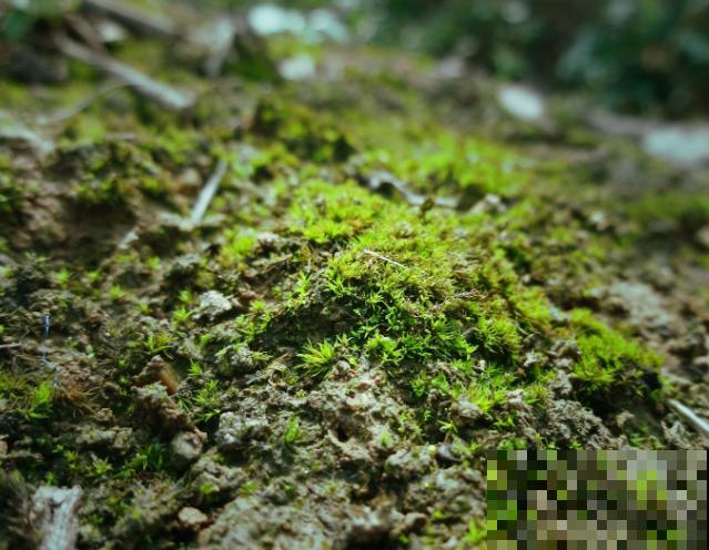 野外采的苔藓放置鱼缸，要注意这3点，才能不影响