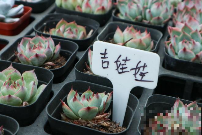 谁说多肉不好养，这4种莲花座的多肉，好看又好养