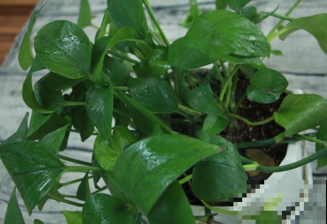 绿萝叶子滴水，不要紧张这是好现象，说明植株长势好