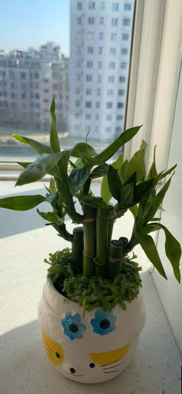 家养富贵竹干货经验,说白了就3句话,让你家富贵竹快速生根 家养富贵竹干货经验,说白了就3句话,让你家富贵竹快速生根