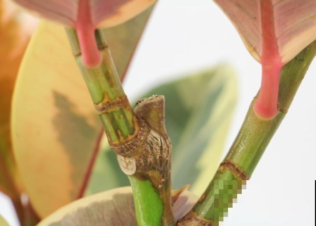 这种植物汁液有毒，在家养殖要小心，注意好养殖没问题