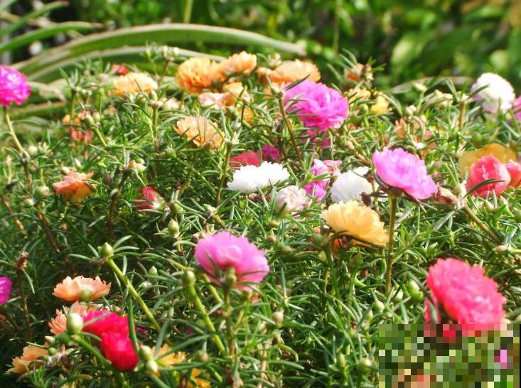 5种颜值超高的植物,南方养殖四季开花,好看又好养 5种颜值超高的植物,南方养殖四季开花,好看又好养