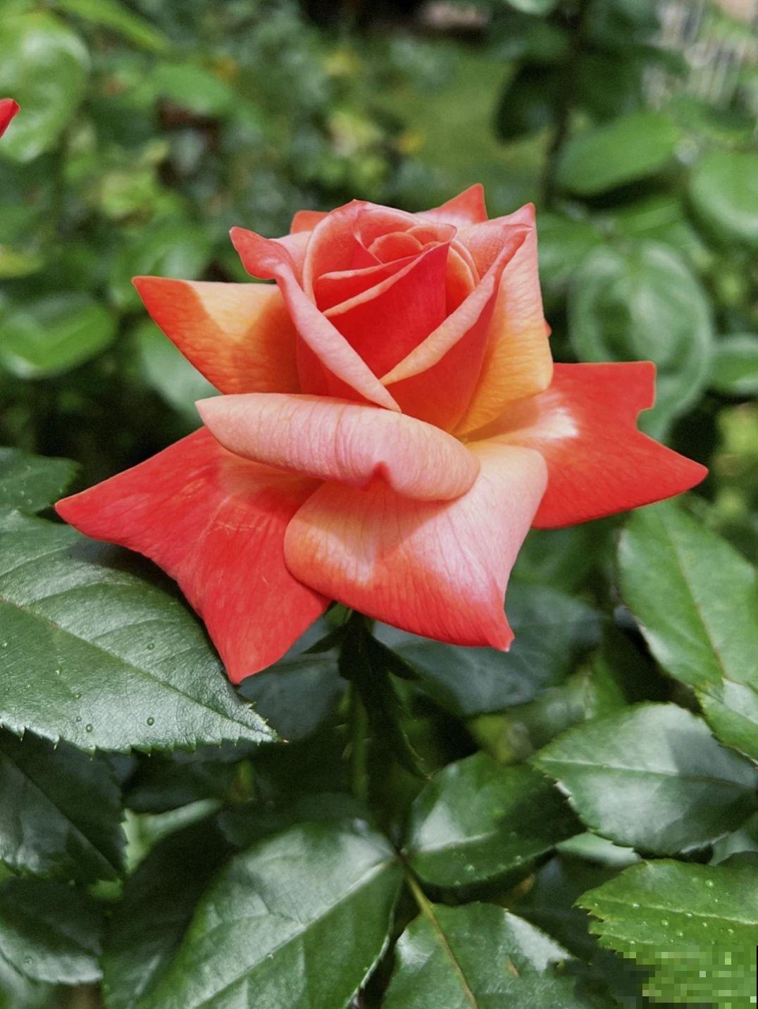 5个谣言，养花时最不能信，不然植物死翘翘