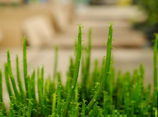 光棍树烂根不着急,处理好这5步,轻松挽救 光棍树烂根不着急,处理好这5步,轻松挽救