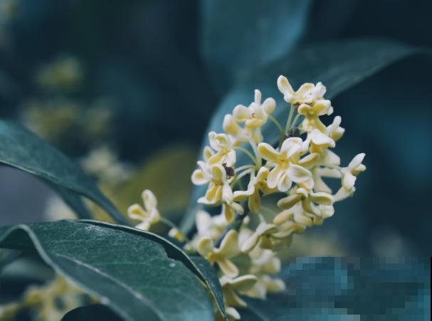 酸性土壤的花卉有很多，这5种最常见，换对土长势好