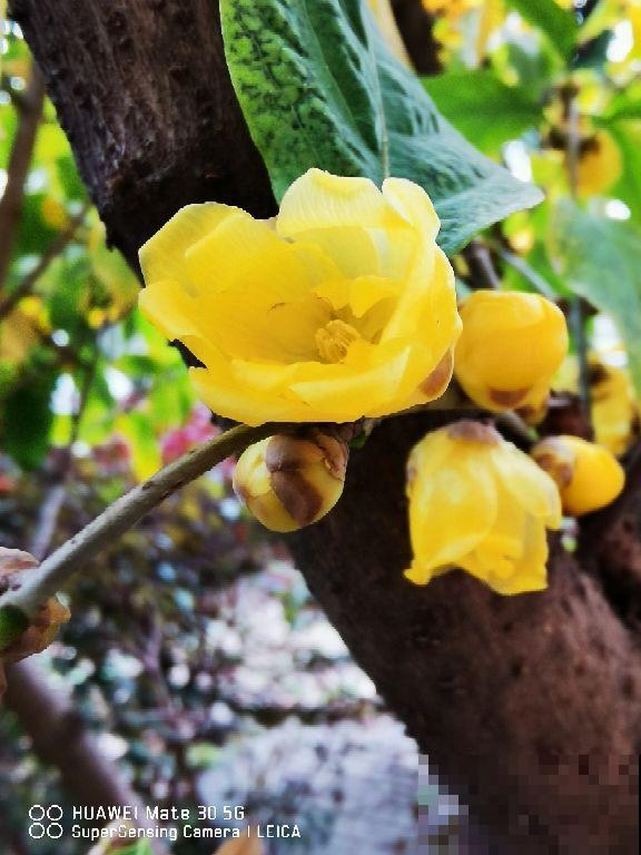 5种无根花,过年买正合适,水里一插就能养,寓意日子红火 5种无根花,过年买正合适,水里一插就能养,寓意日子红火