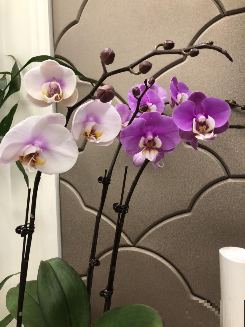 特难养的年宵花，看着是好看，买回家就是冤大头，很快就养死