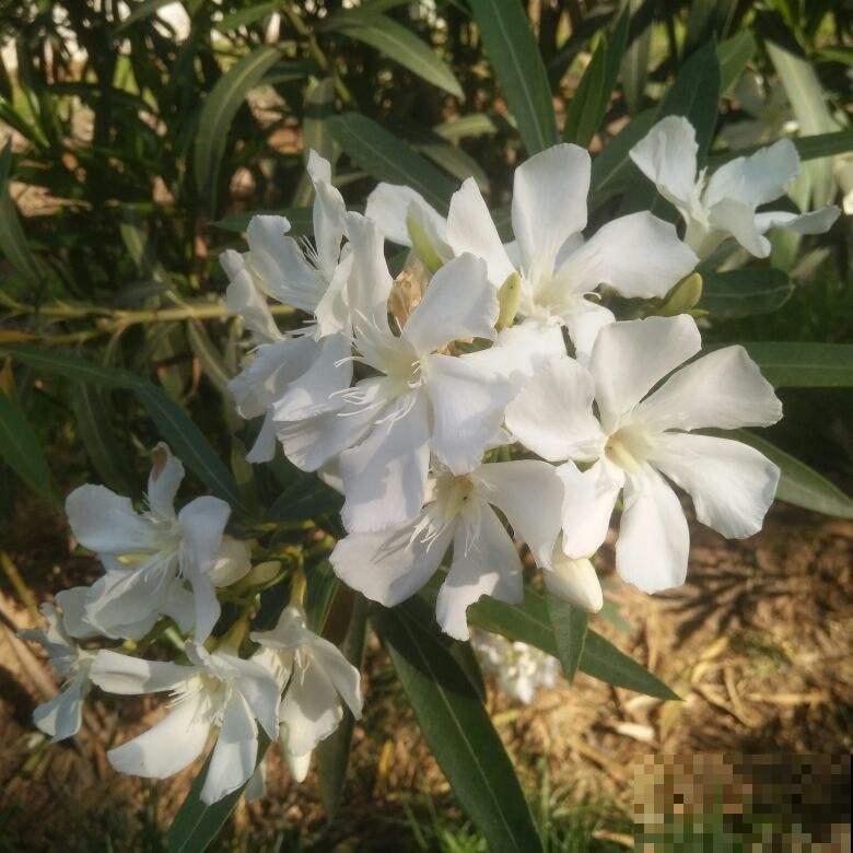 3种花公认“有害”,怎么还是要养呢,只因用处很大 3种花公认“有害”,怎么还是要养呢,只因用处很大