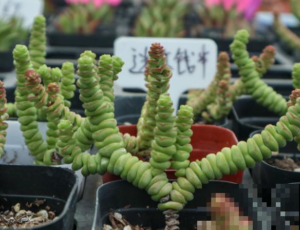 钱串在家繁殖，这2种繁殖方法要知道，准备充足成活率高