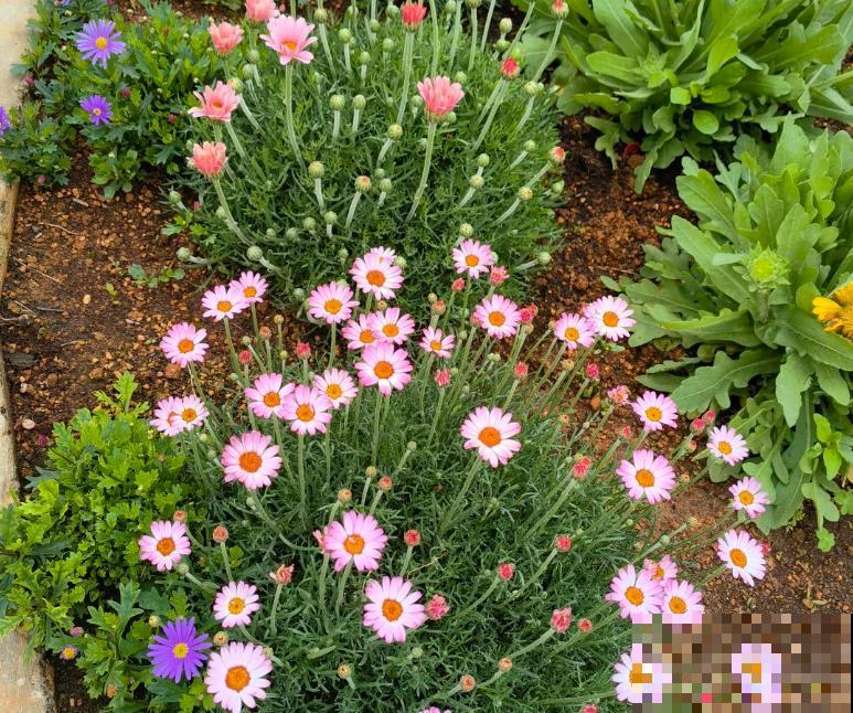 春天是养雏菊的季节，雏菊不同的含义，你都知道吗