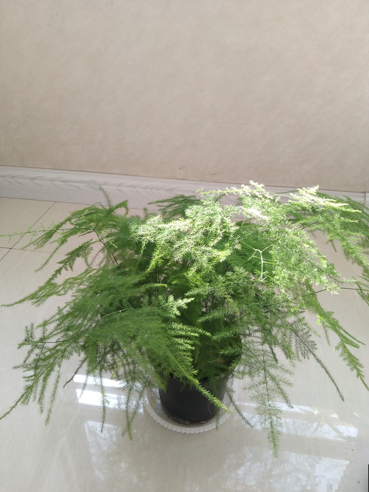 家养植物千千万,这30种都养过的,就是养花大神 家养植物千千万,这30种都养过的,就是养花大神