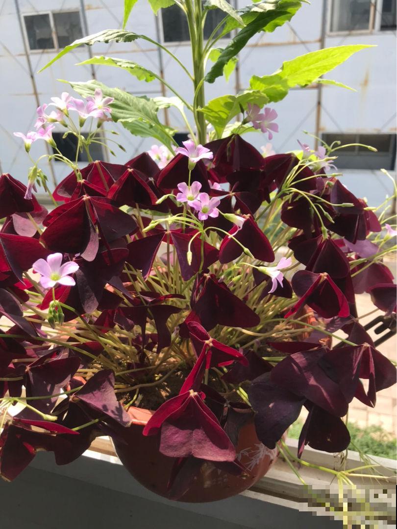 5种花正月剪一剪，下个月爆开花，好养的很