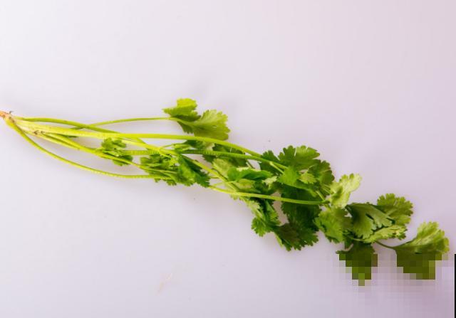 撒了把香菜种子,好不容易长了苗,全都烂了,究竟为啥? 撒了把香菜种子,好不容易长了苗,全都烂了,究竟为啥?