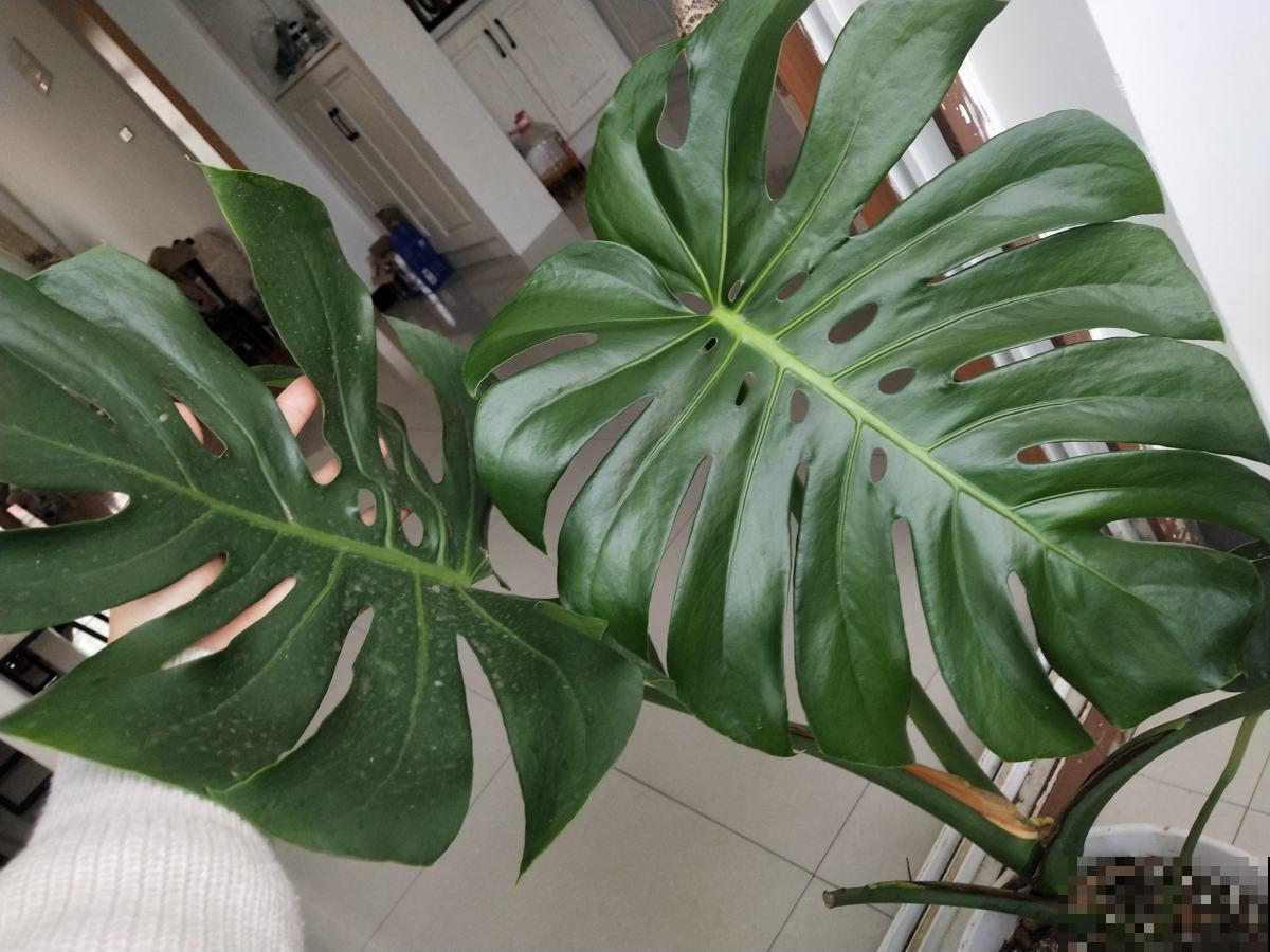 这4种花是老酒鬼,半个月喝一口酒,叶片又翠又绿 这4种花是老酒鬼,半个月喝一口酒,叶片又翠又绿