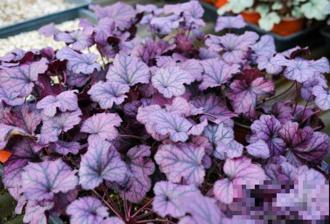 这5种植物颜色很好看，名字却不一样，快来看看你认识哪几种