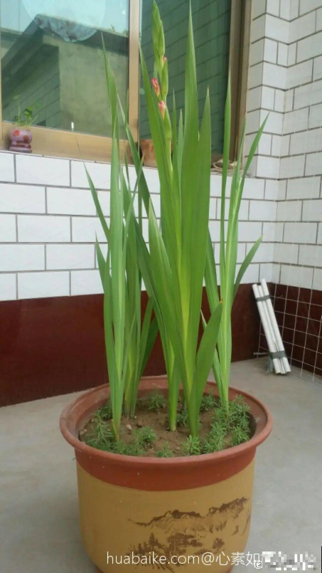 土里埋个“球”,呼呼长出1米花箭,花期长达上百天 土里埋个“球”,呼呼长出1米花箭,花期长达上百天