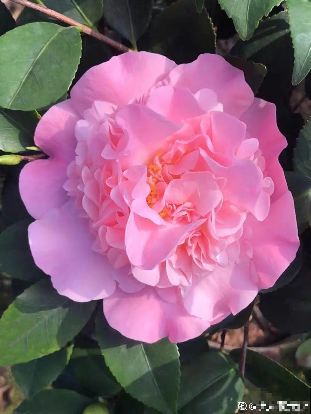 花68888元买棵桔子树，新年沾满“桔气”，来年“大吉大利”！