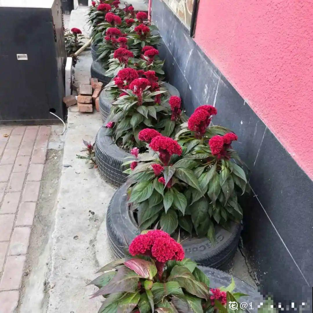 50种花春天播种,长满小院子,能开一整年 50种花春天播种,长满小院子,能开一整年