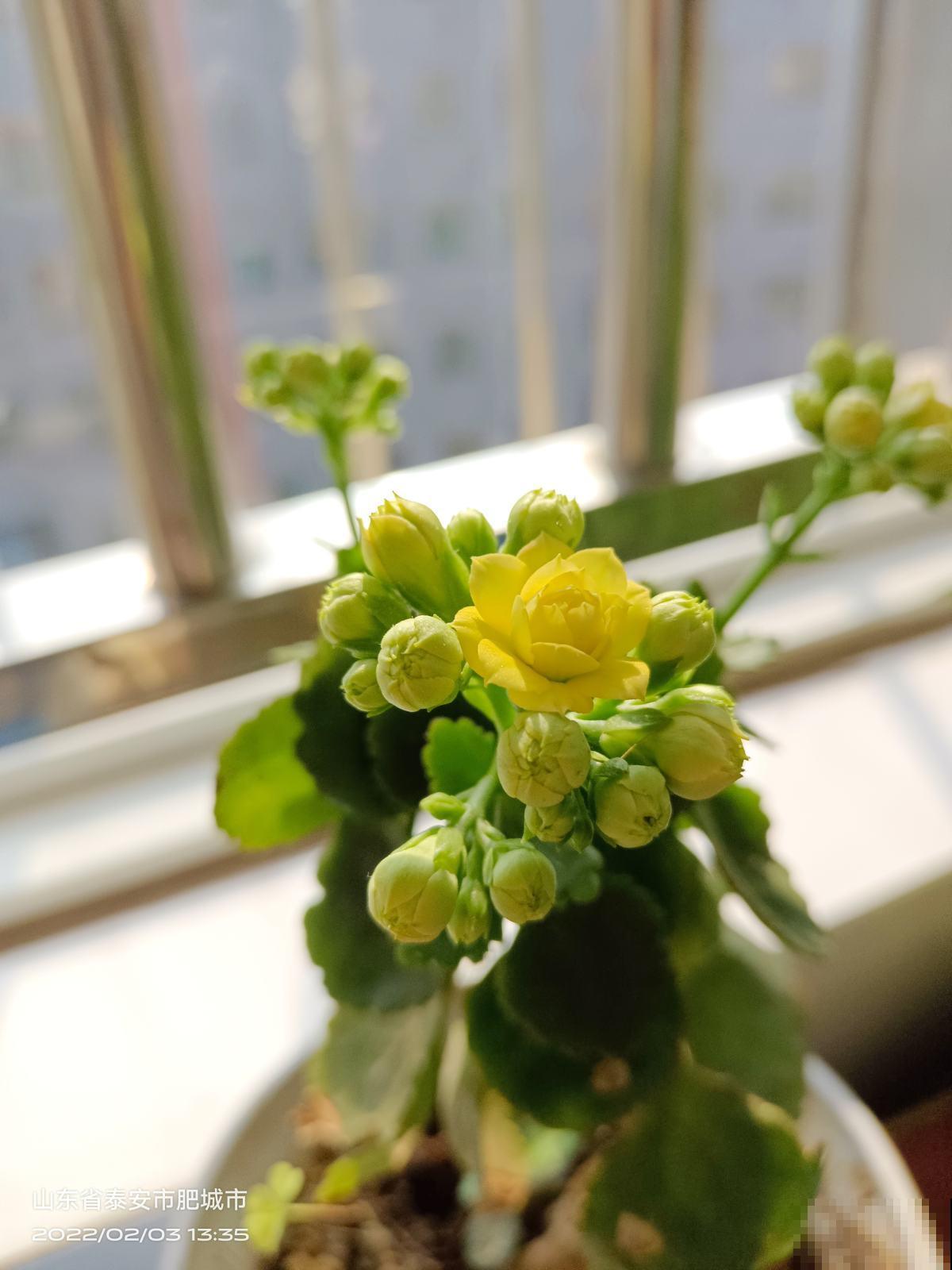 卧室养盆花，提升睡眠质量，健康又安全