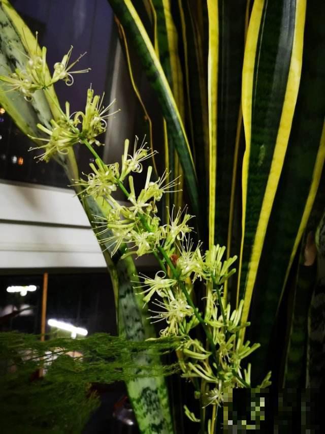 老一辈人说，4种绿植不常开花，一开花就预示有好事儿，你见过吗