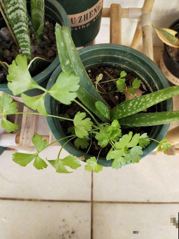 菜市场大妈最爱3种“剩菜根”，捡回家自己种，省钱又实用