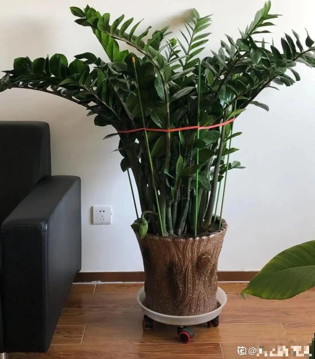 客厅养花别乱摆，选对位置，财运滚滚来！