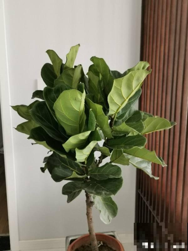 5种花摆在家，顶过高价的装修费，设计感十足