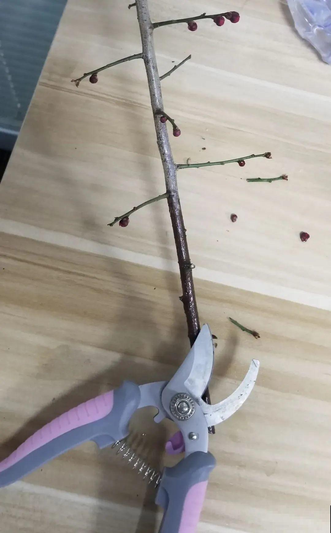 1种花剪几根枝,插水里3天就开花,迎春报喜,花香四溢 1种花剪几根枝,插水里3天就开花,迎春报喜,花香四溢