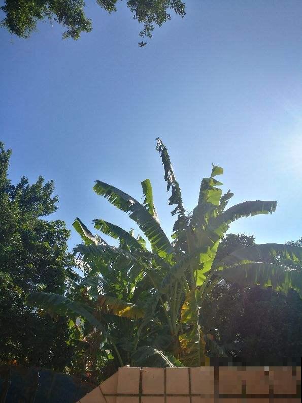 5种花摆在家，顶过高价的装修费，设计感十足