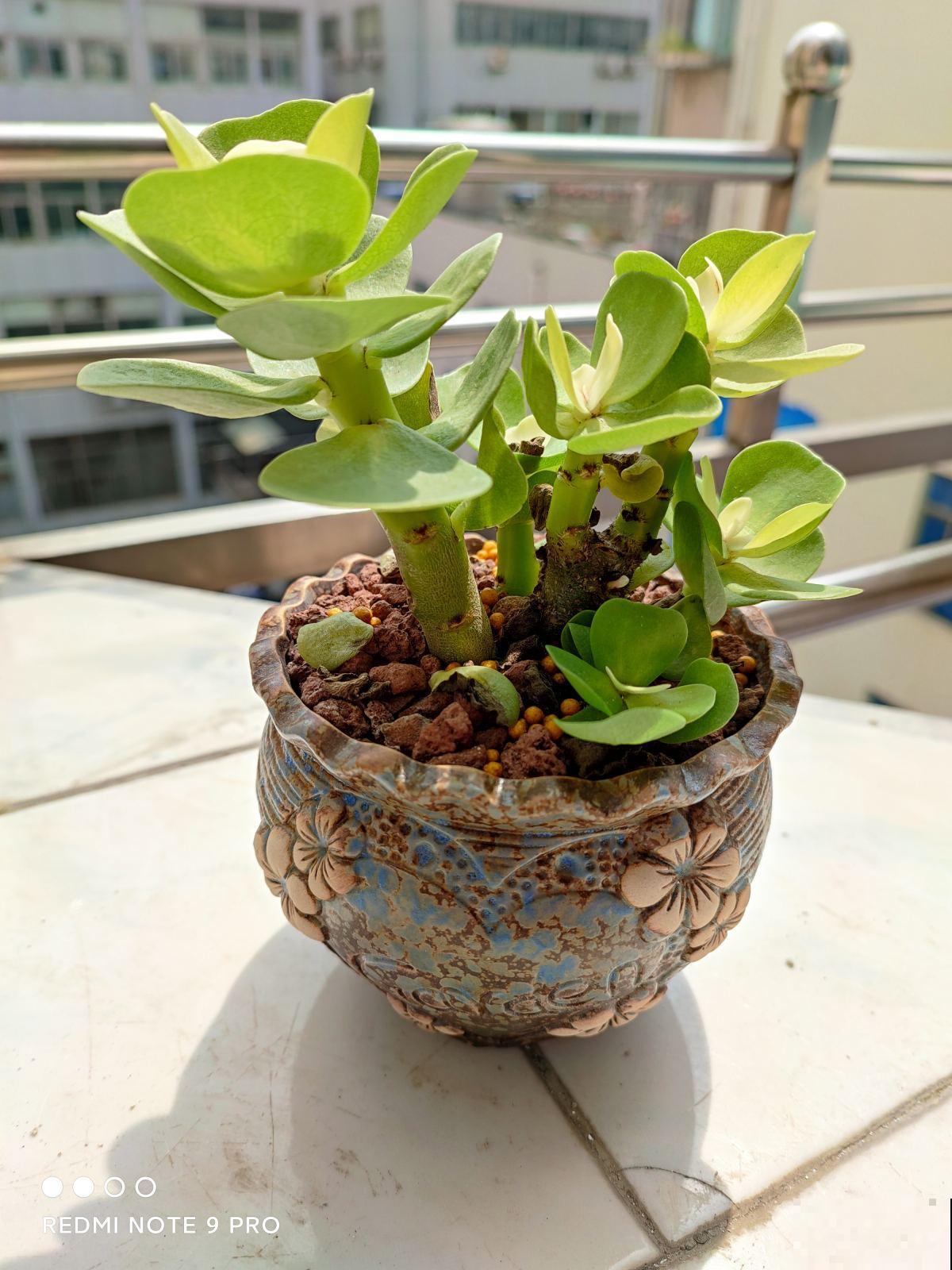 8种“不死花”，多肉都能养死的可以一试，小众又好养