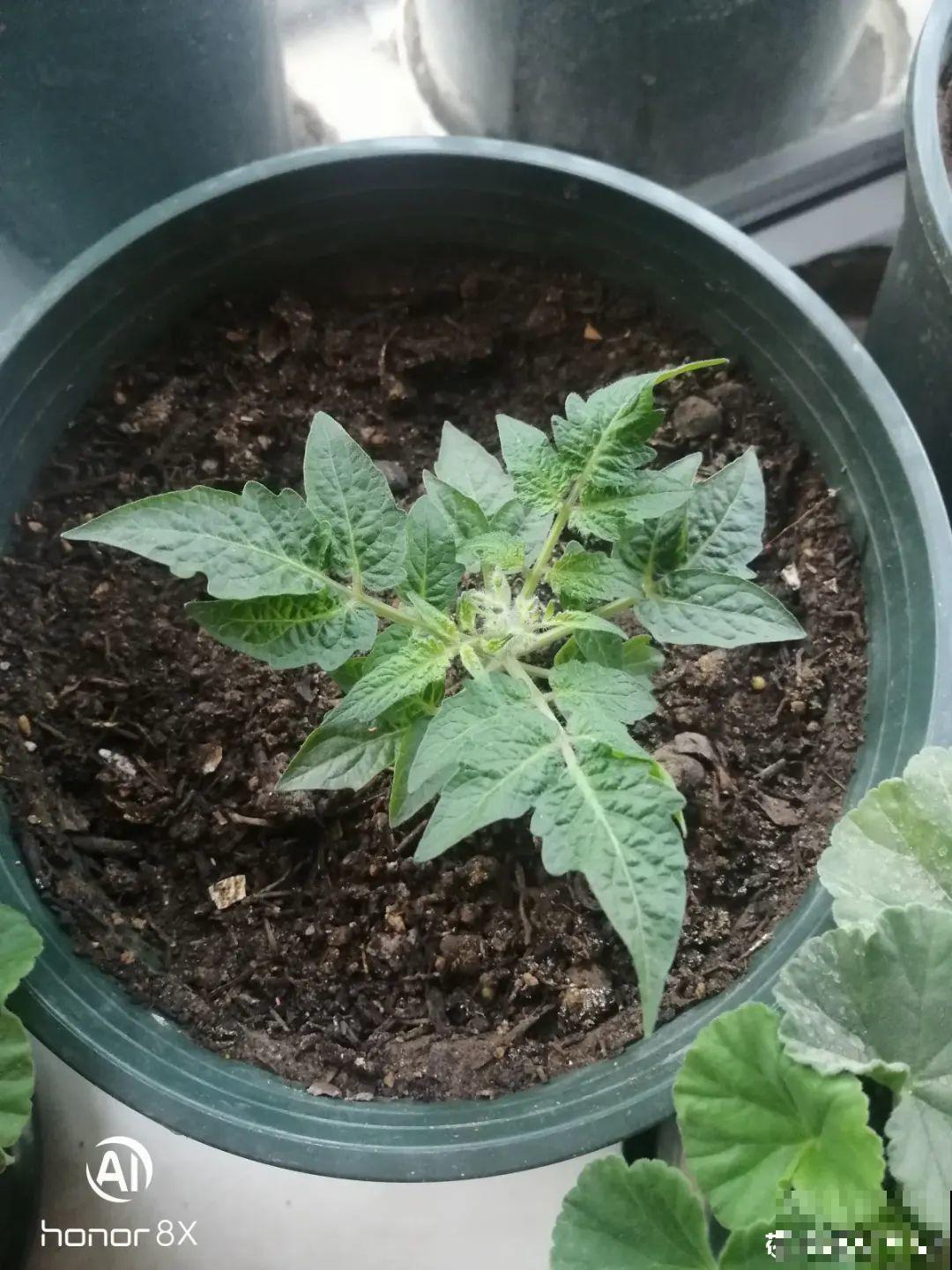 家里养盆圣女果,酸甜可口随意吃,新手也能养爆盆! 家里养盆圣女果,酸甜可口随意吃,新手也能养爆盆!