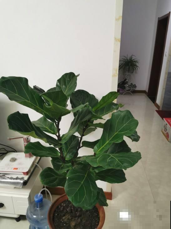 琴叶榕养着养着就“嗝屁”了,找对原因,分分钟成为绿植C位 琴叶榕养着养着就“嗝屁”了,找对原因,分分钟成为绿植C位