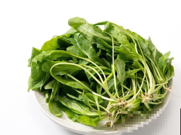 荠菜种子催芽简单，这3种催芽方法，学会了很轻松