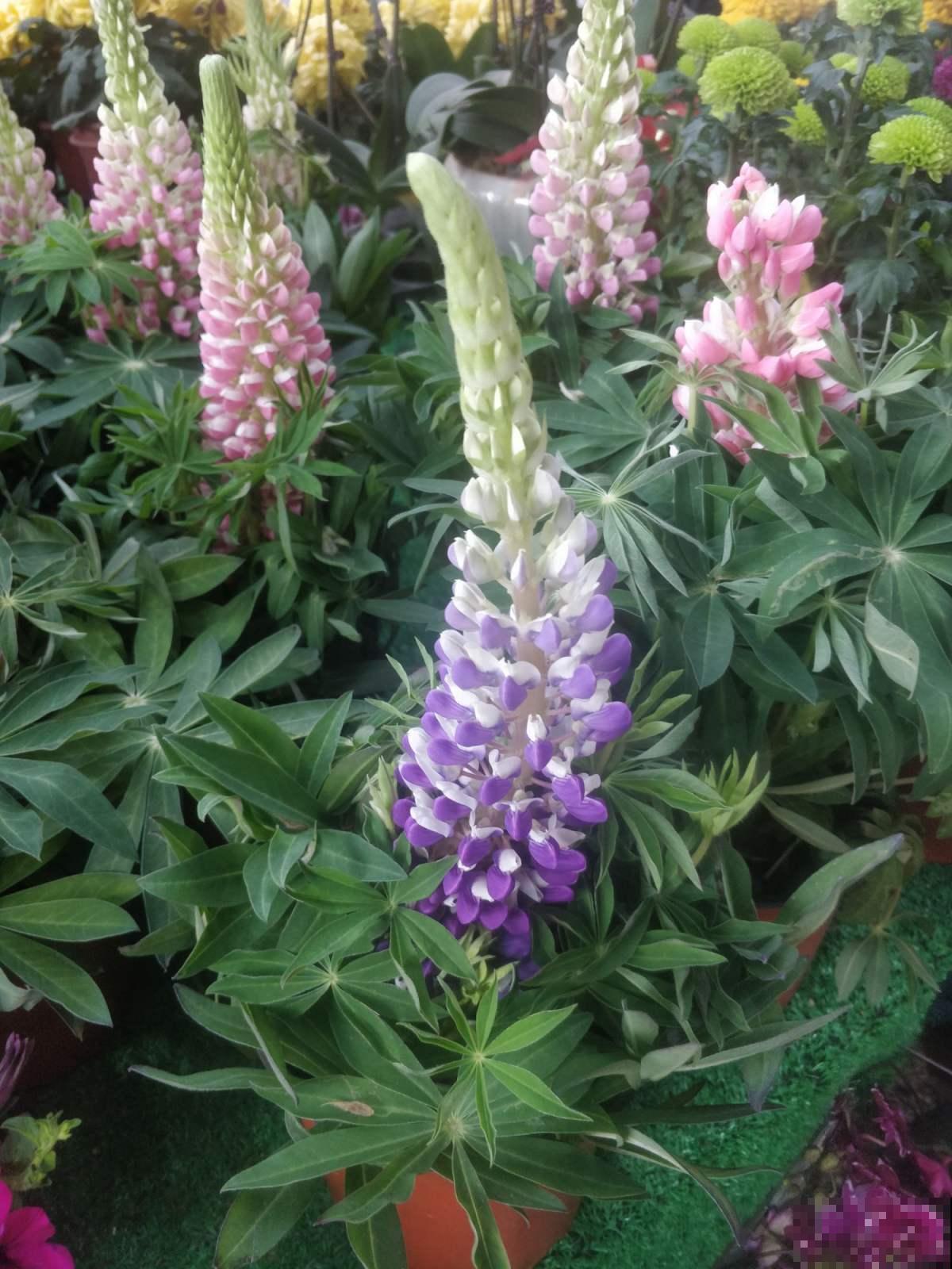 好看又好养的4种“种球花”,一年养出一窝崽,真壮观 好看又好养的4种“种球花”,一年养出一窝崽,真壮观