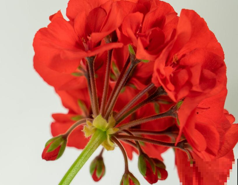 石腊红养殖,学会这4点,养殖不出问题 石腊红养殖,学会这4点,养殖不出问题