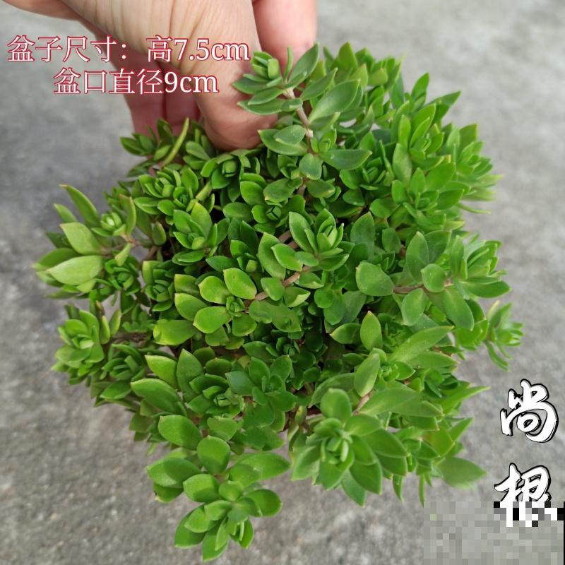 吸水性特别强的上水石，一定要养这5种植物，养护效果极佳