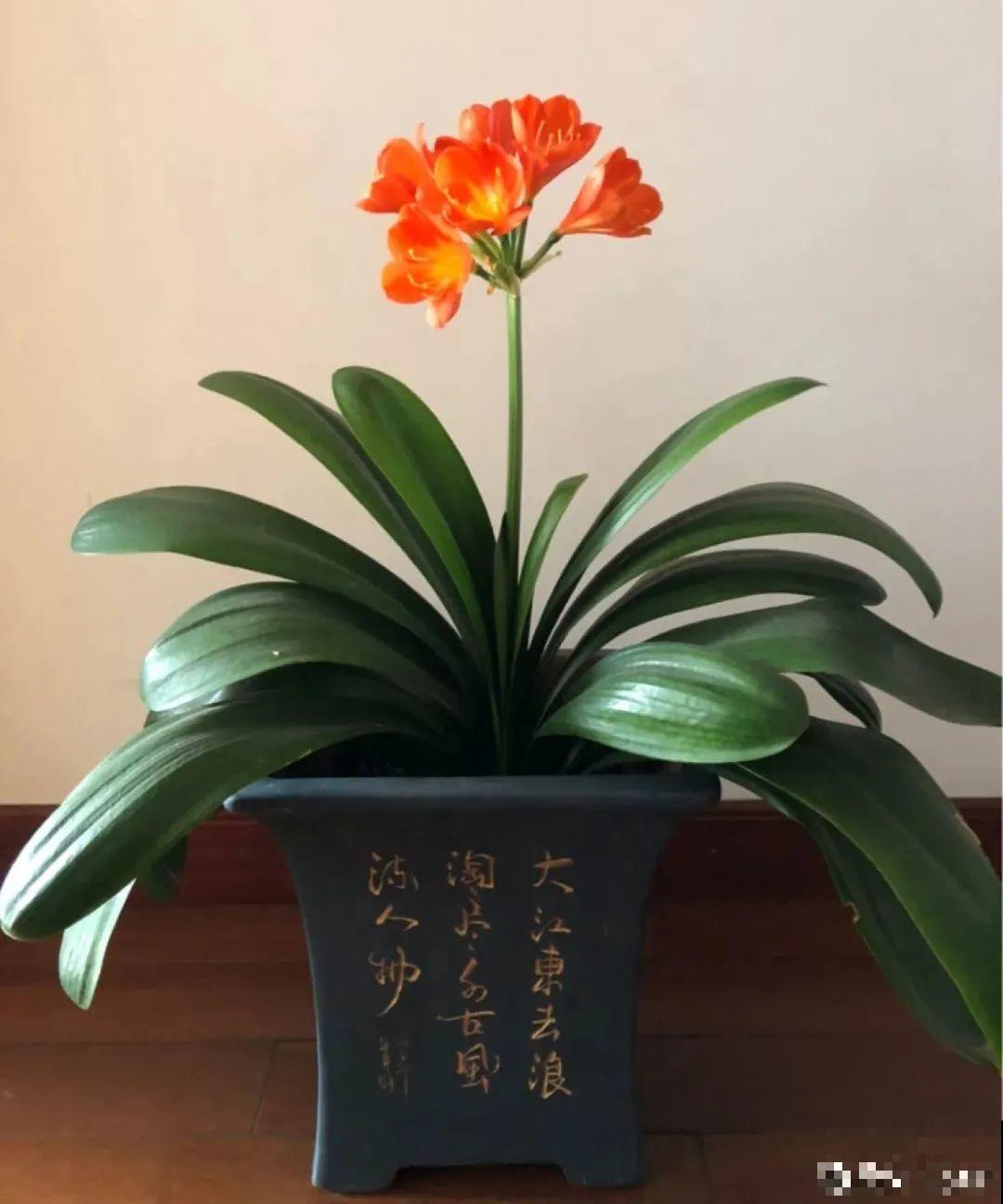 花68888元买棵桔子树，新年沾满“桔气”，来年“大吉大利”！