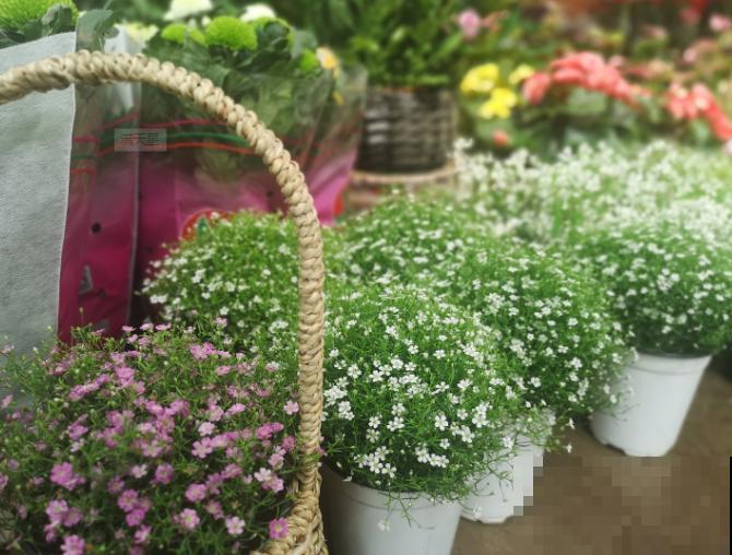 干花满天星枯萎，注意这5点，不再枯萎