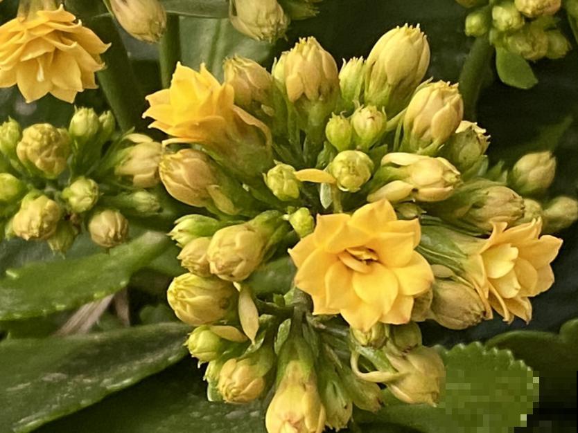 开败了的年宵花，别急着丢，剪一剪，来年还能接着开