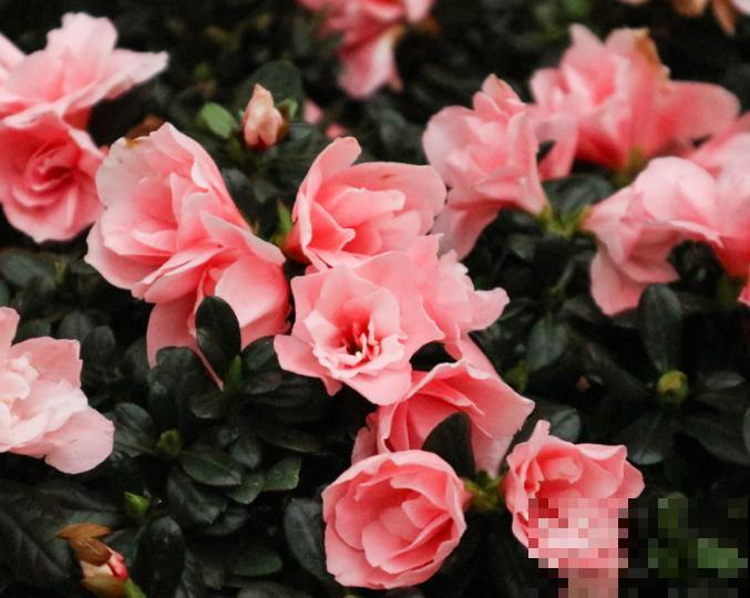 高山杜鹃花栽培技术