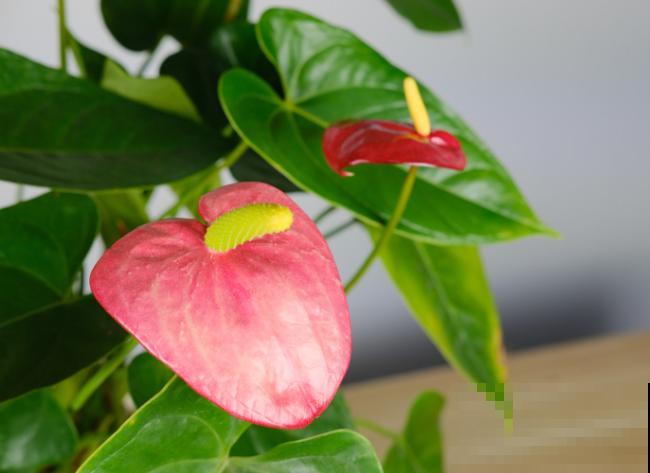 花期长的花有很多，这5种很常见，室内阳台就能养