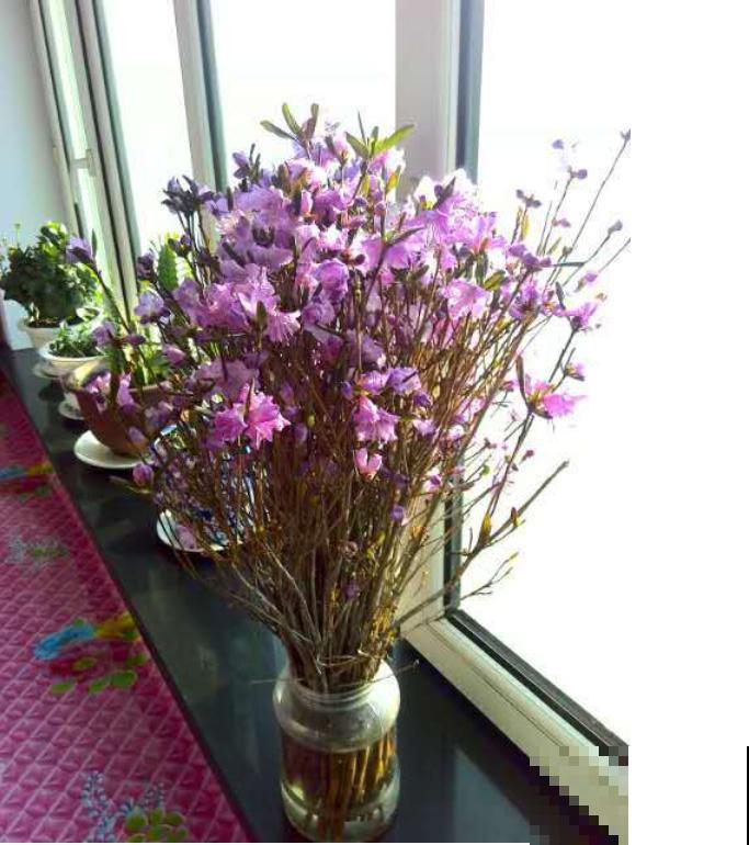 7种花不能买，触犯法律了不得，买了给自己惹麻烦