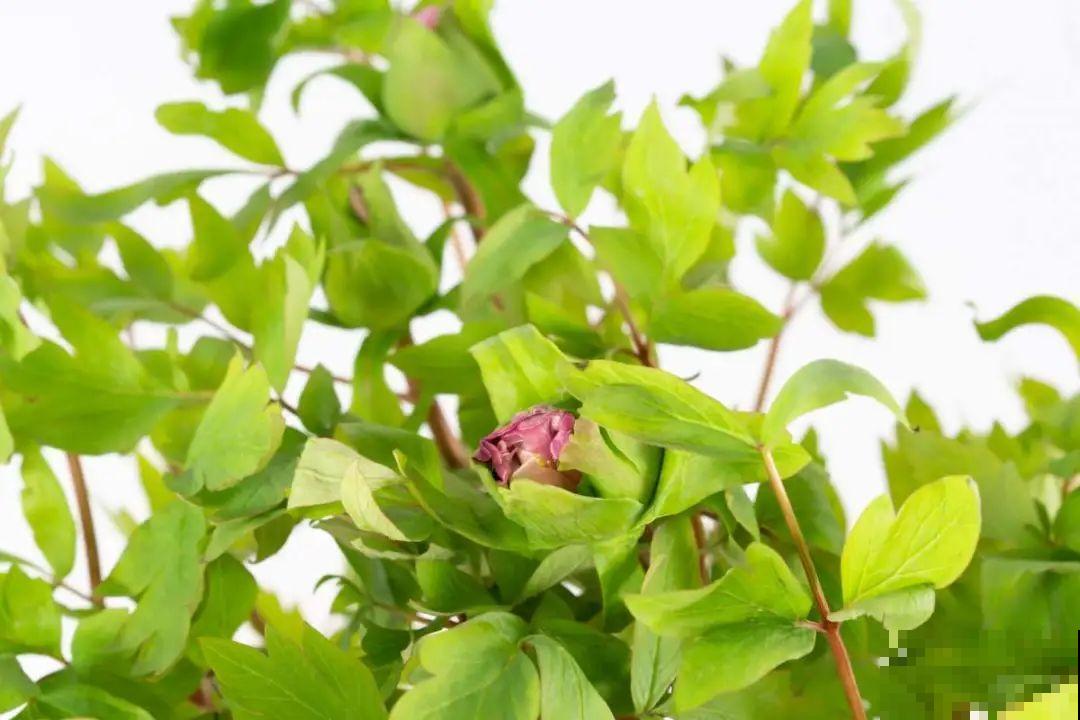 花中之王牡丹,过年家里备一盆,艳压群芳! 花中之王牡丹,过年家里备一盆,艳压群芳!