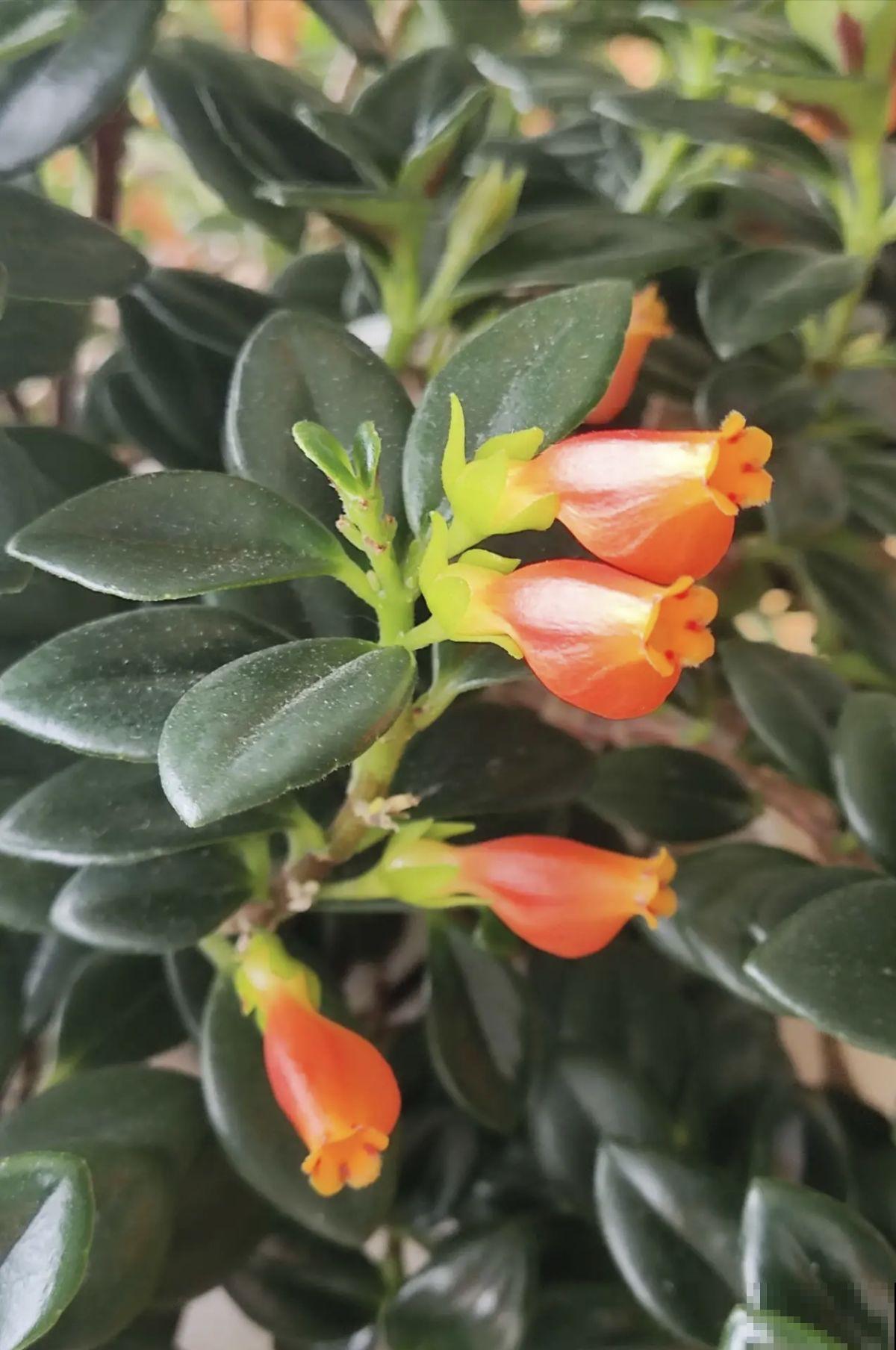 春天赶紧扦插5种花，开花多，尽显贵气