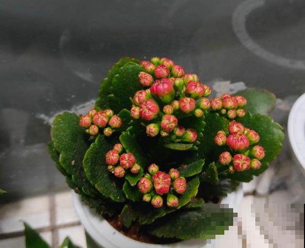 长寿花开完花,赶紧狠心剪一刀,来年花苞长更多 长寿花开完花,赶紧狠心剪一刀,来年花苞长更多