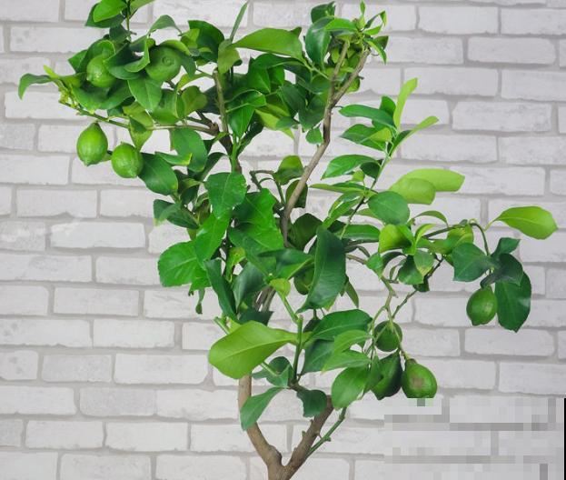 室内盆栽柠檬树,总掉叶子不要怕,做好这4点轻松养护 室内盆栽柠檬树,总掉叶子不要怕,做好这4点轻松养护