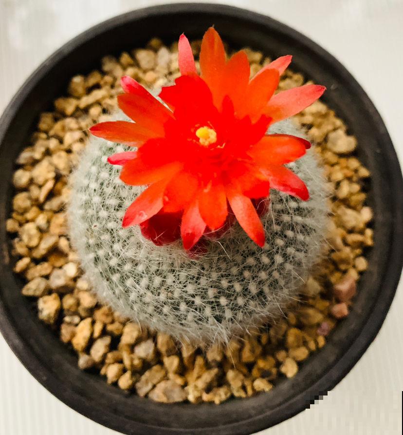 厨房养盆花，远离油烟，空气重新变清新