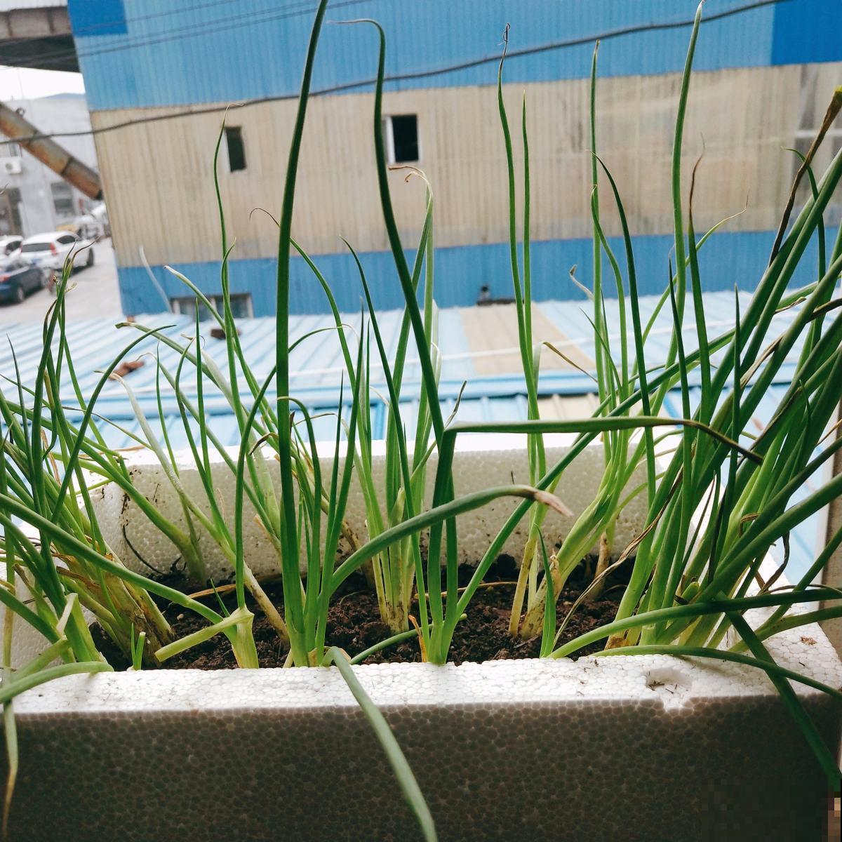 4种蔬菜种家里，足不出户也能养活一家，冬天管够