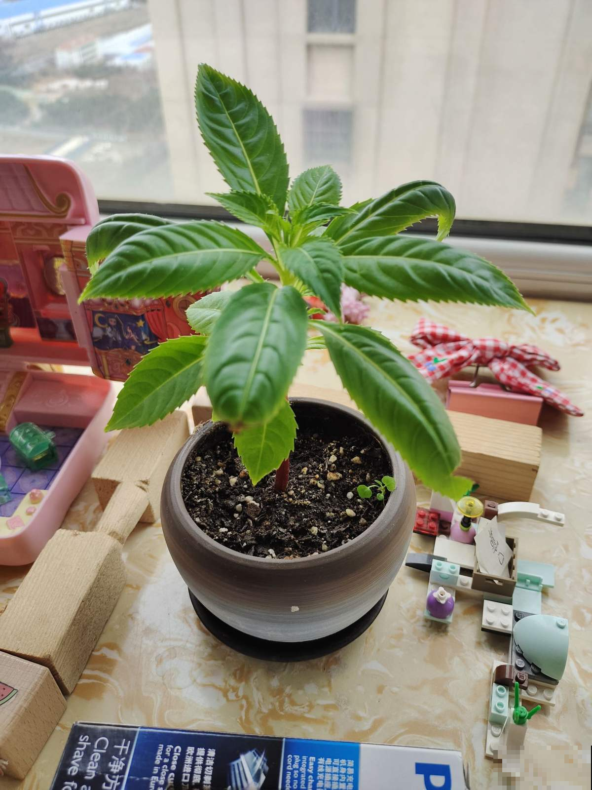 春天路边开满花，30种花能认识一半，就是植物大神