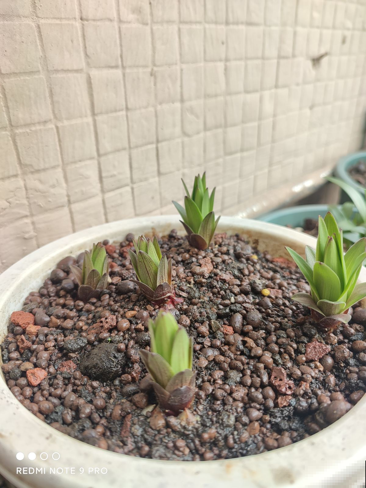 土里种个“洋葱球”,太阳猛晒两个月,开出美艳香水花 土里种个“洋葱球”,太阳猛晒两个月,开出美艳香水花